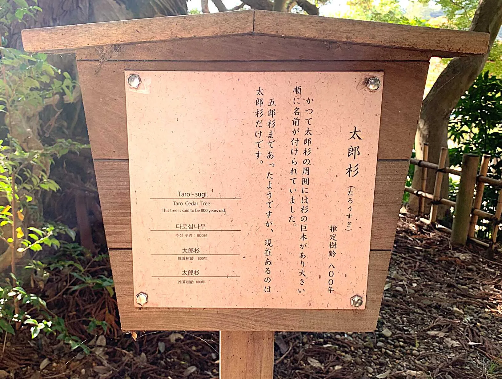 水戸偕楽園 吐玉泉近くの太郎杉