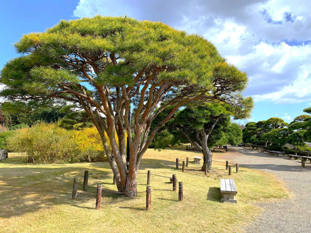 水戸偕楽園 見晴広場付近(陽の世界)