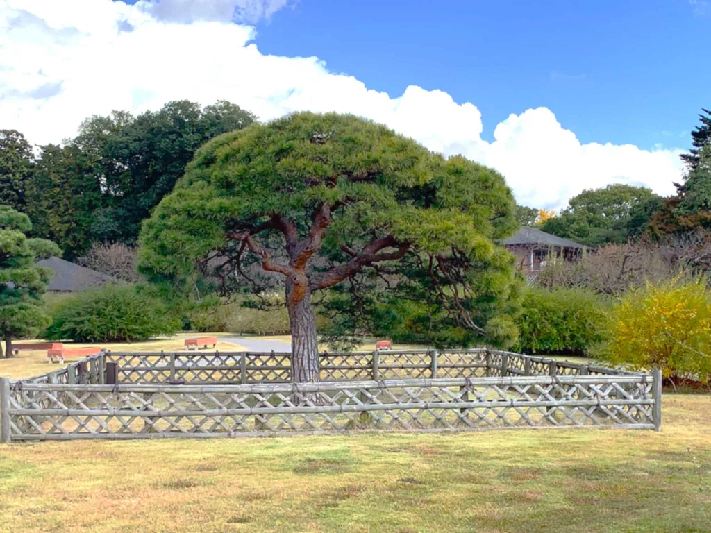 水戸偕楽園 見晴広場付近(陽の世界)