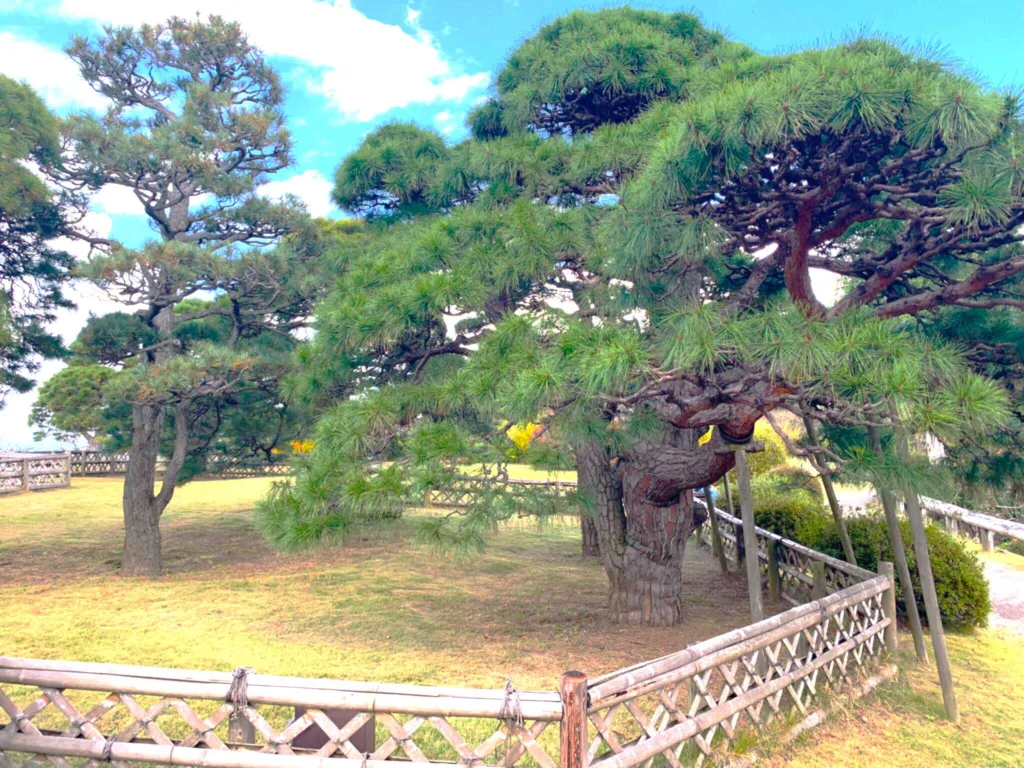 水戸偕楽園 見晴広場付近(陽の世界)