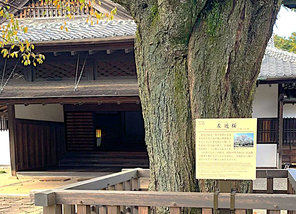 水戸城 弘道館 正庁(玄関)と左近桜
