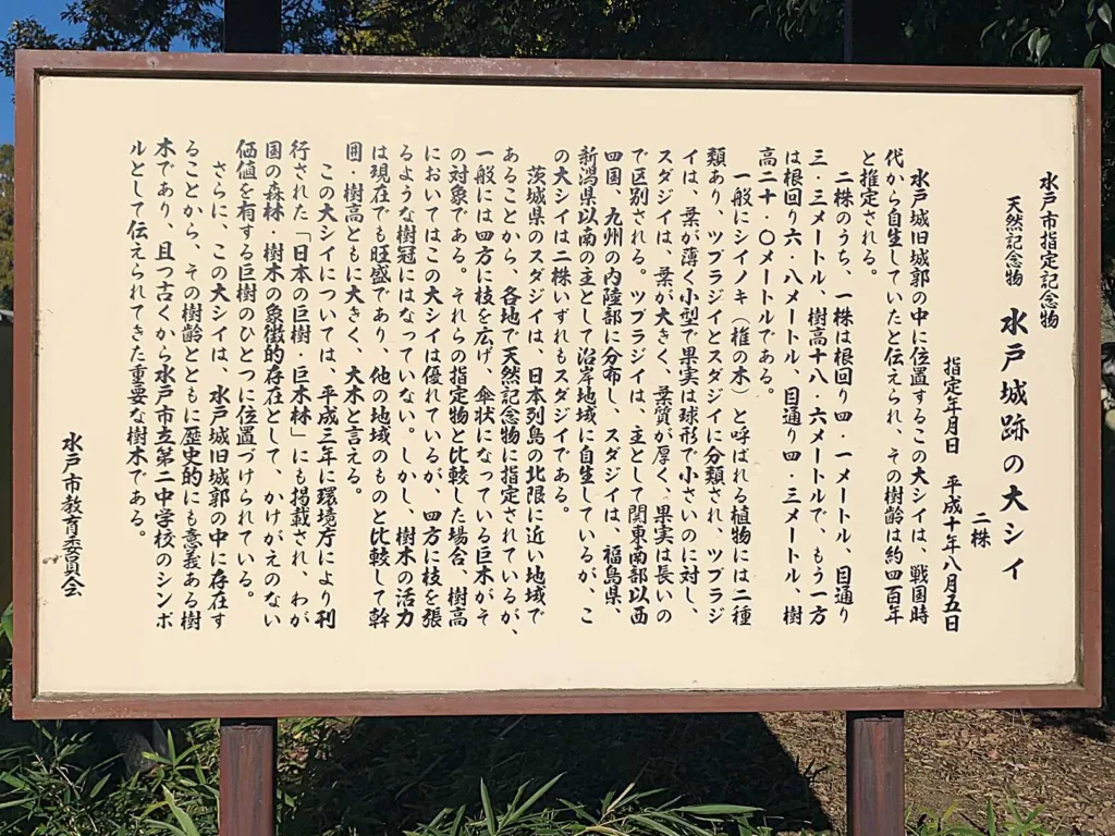水戸城 二の丸シイの巨木