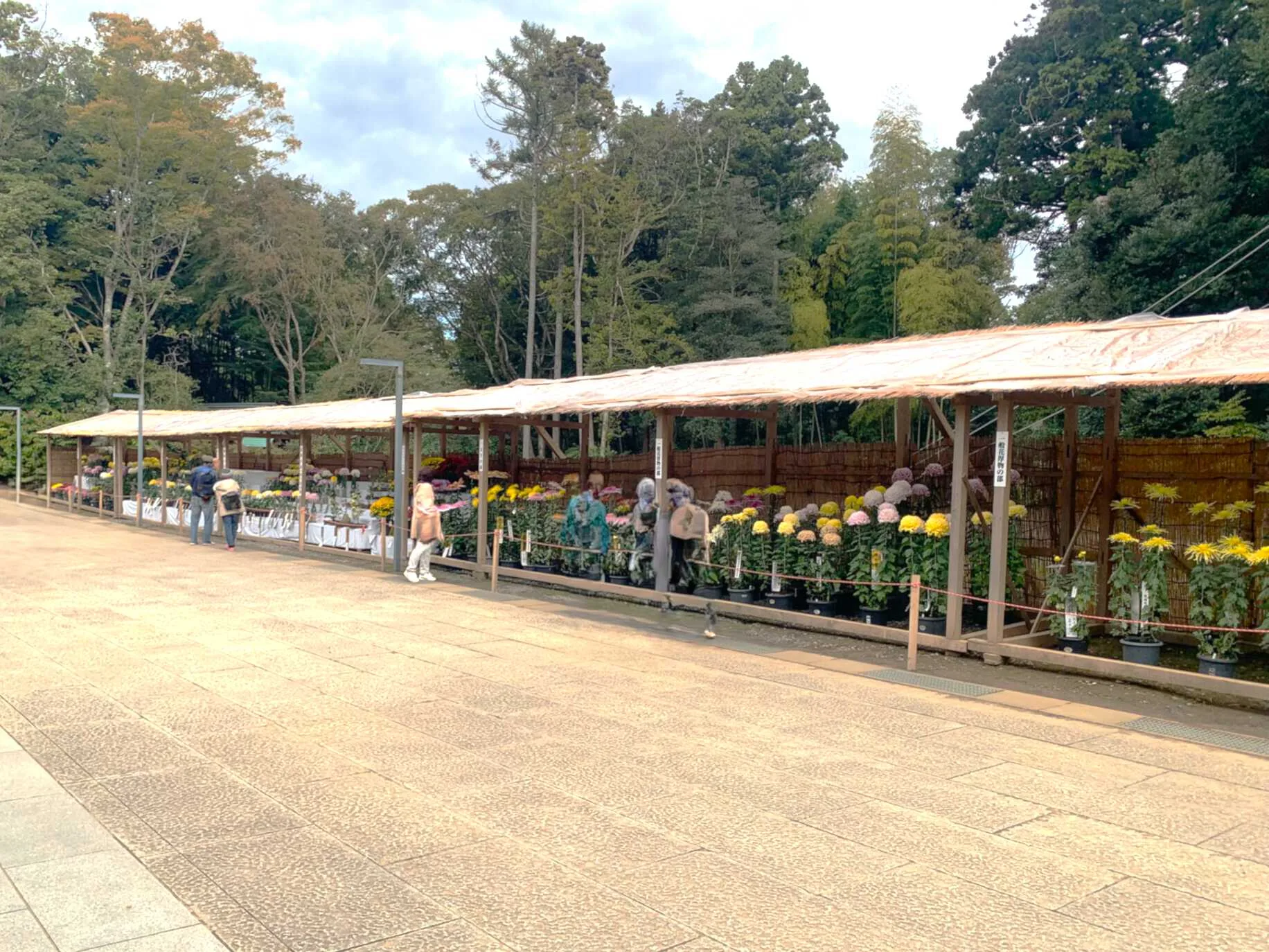 鹿島神宮 社務所前でやっていた菊展