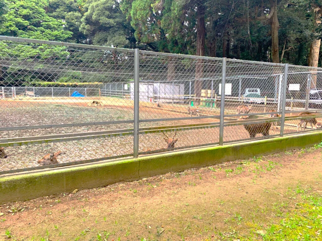 鹿島神宮 鹿園