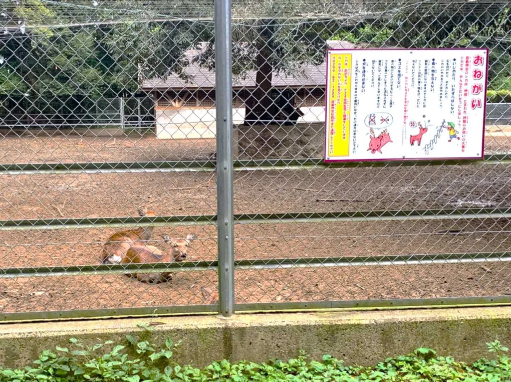 鹿島神宮 鹿園