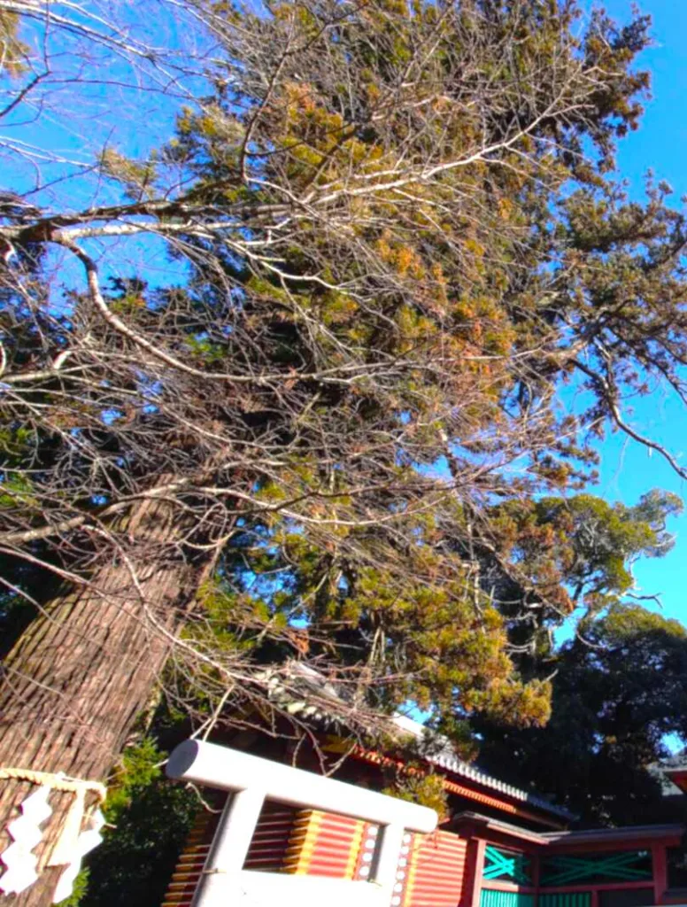 大杉神社 三郎杉