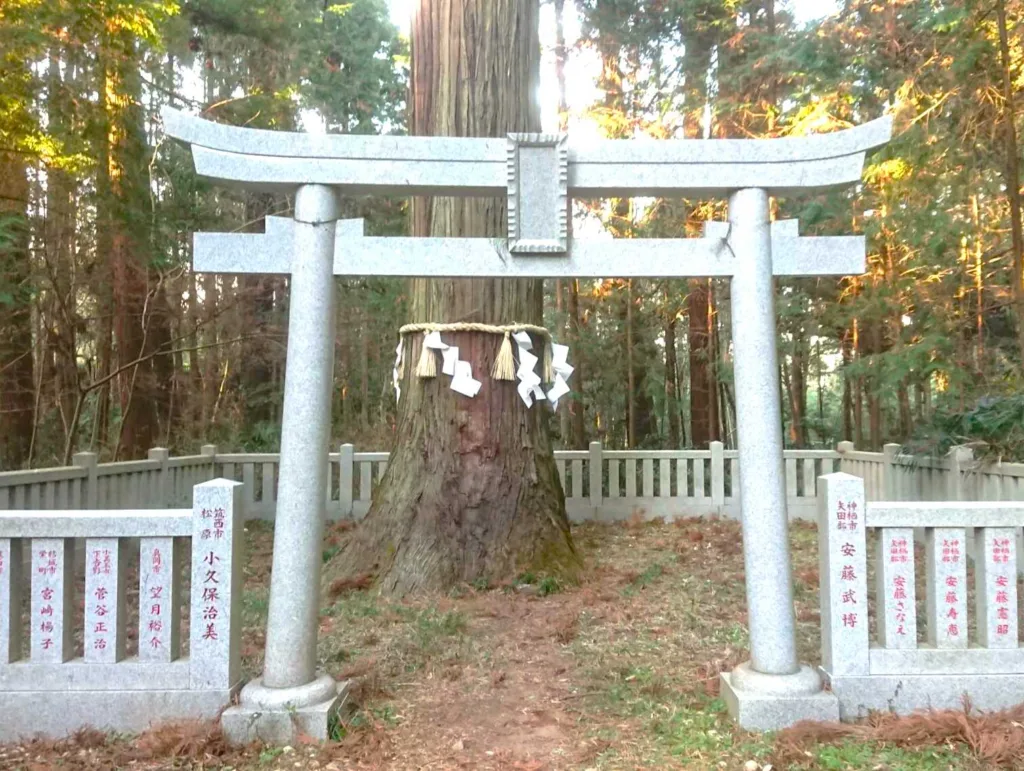 大杉神社 次郎杉