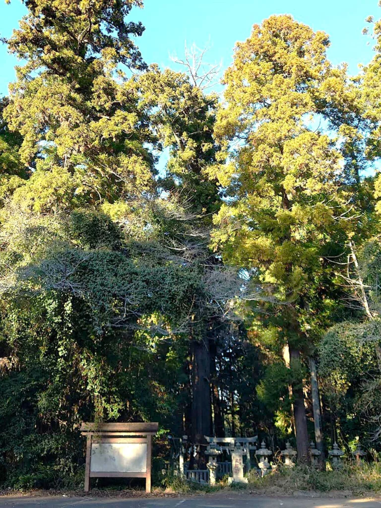 大杉神社 次郎杉