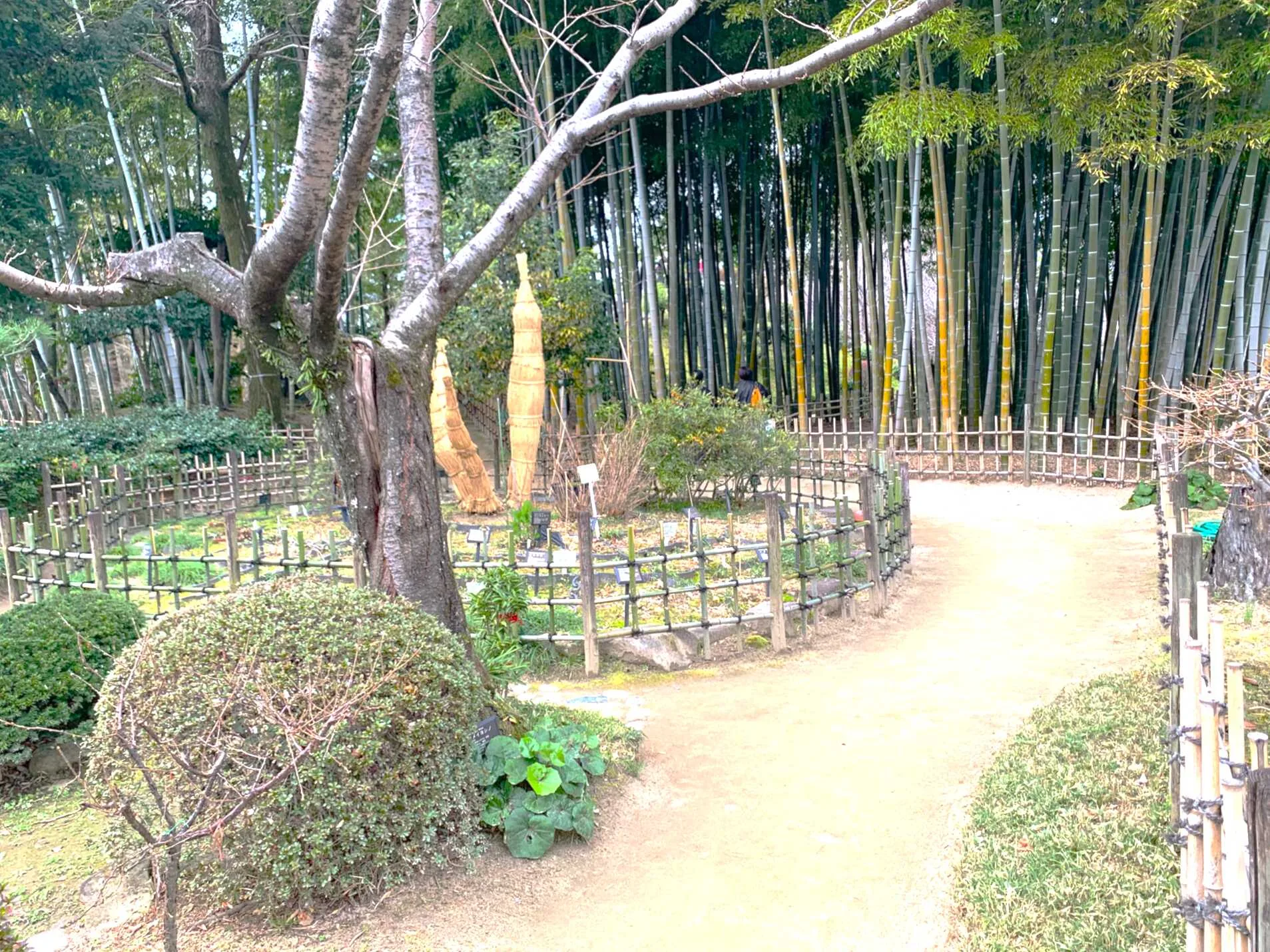 広島 縮景園 薬草園と竹林