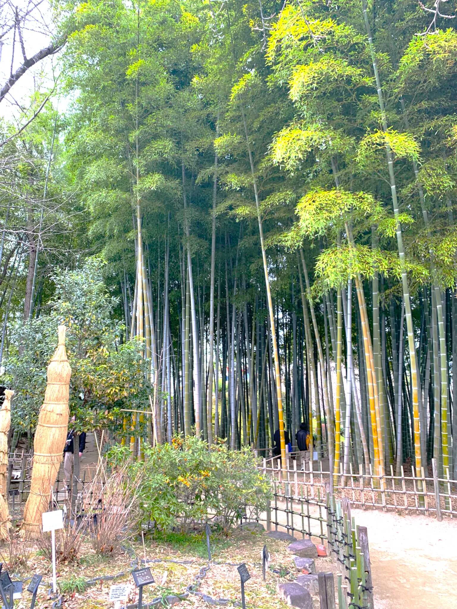 広島 縮景園 竹林