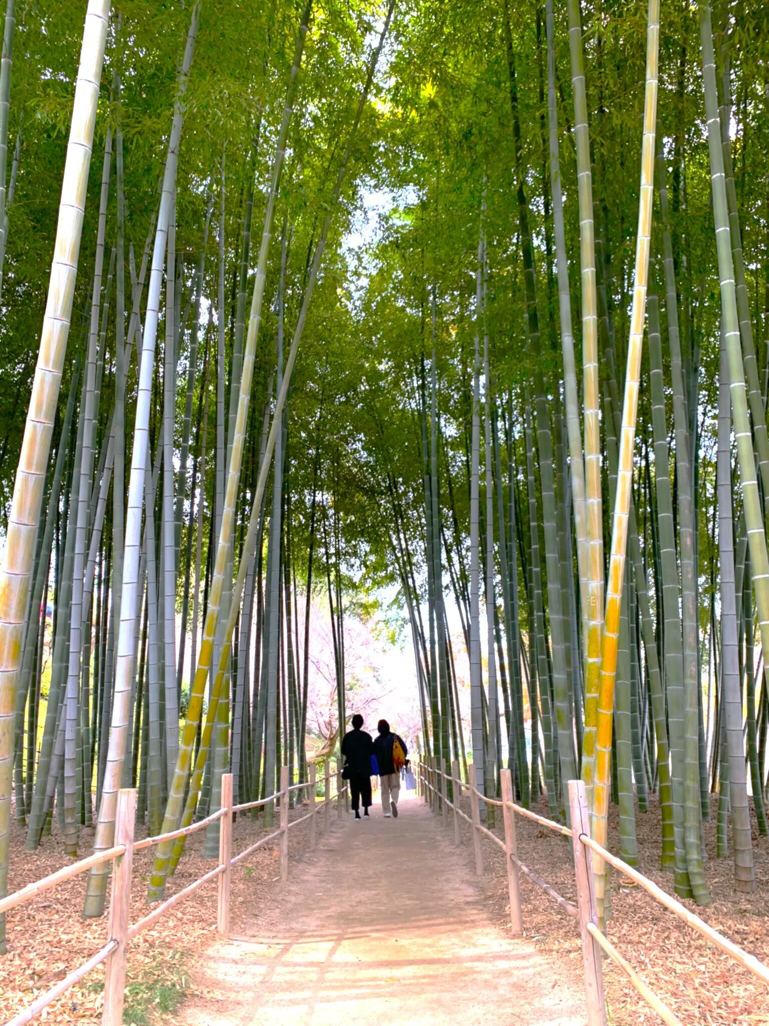 広島 縮景園 竹林