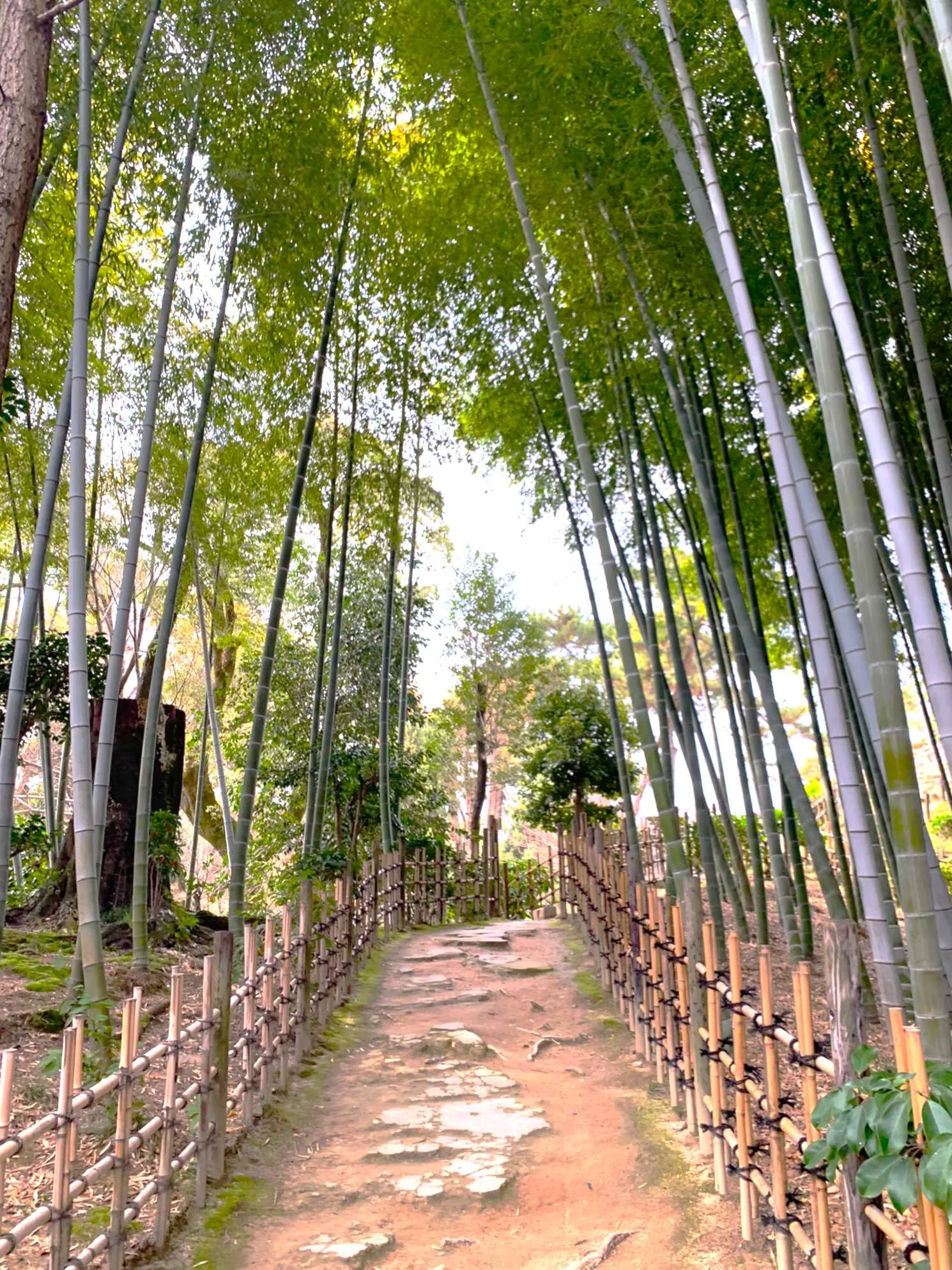 広島 縮景園 竹林