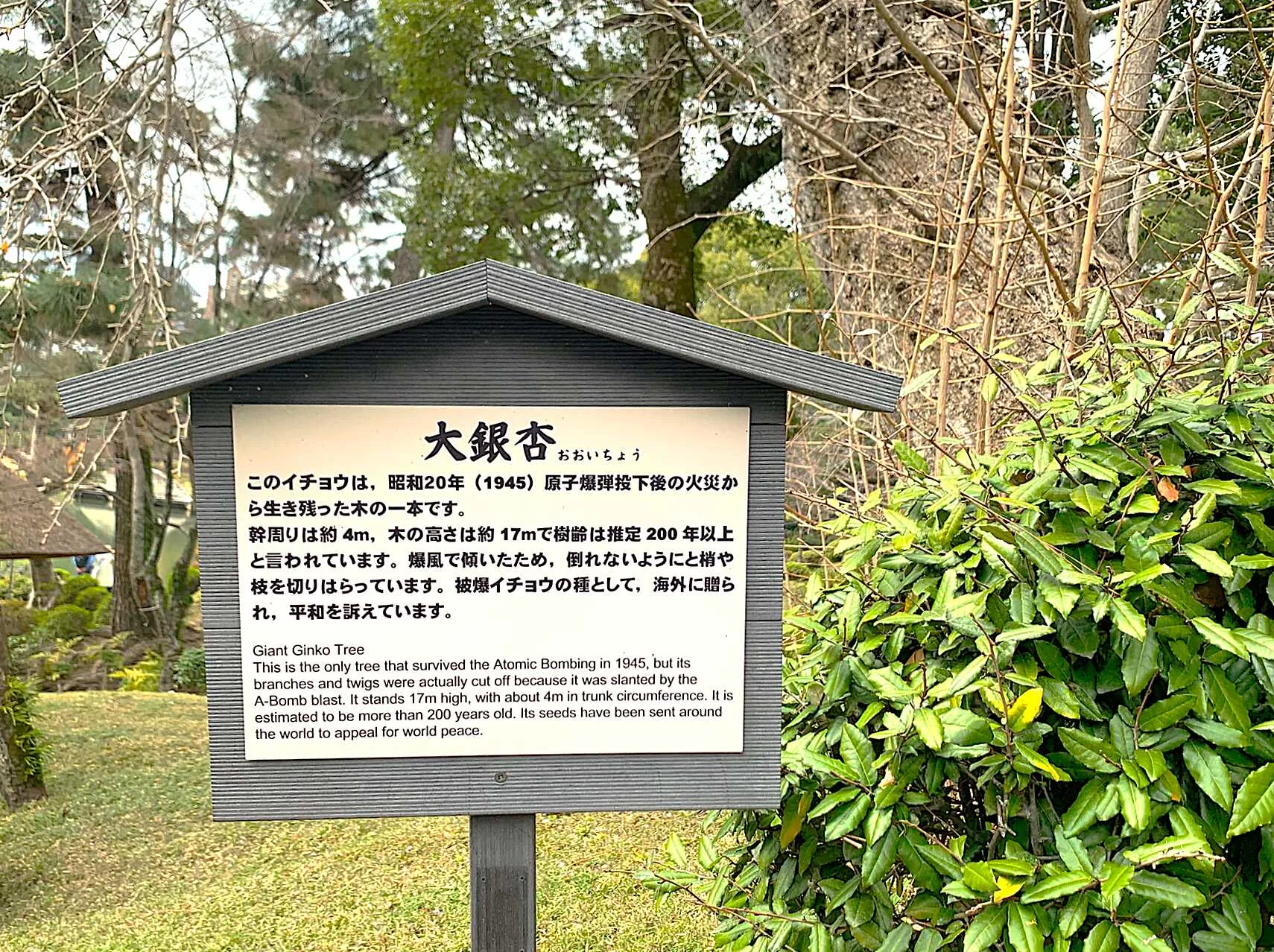 広島 縮景園 大銀杏