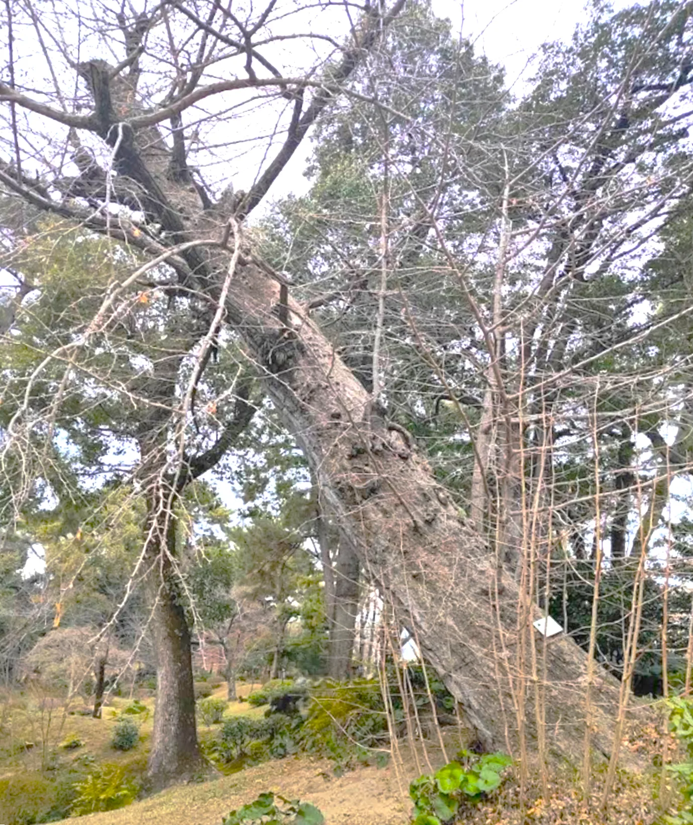 広島 縮景園 大銀杏