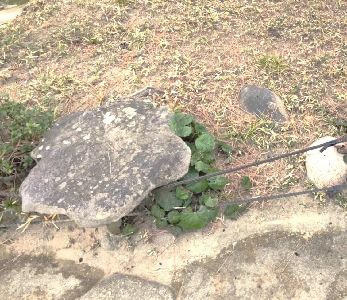 広島 縮景園・御腰掛なば石