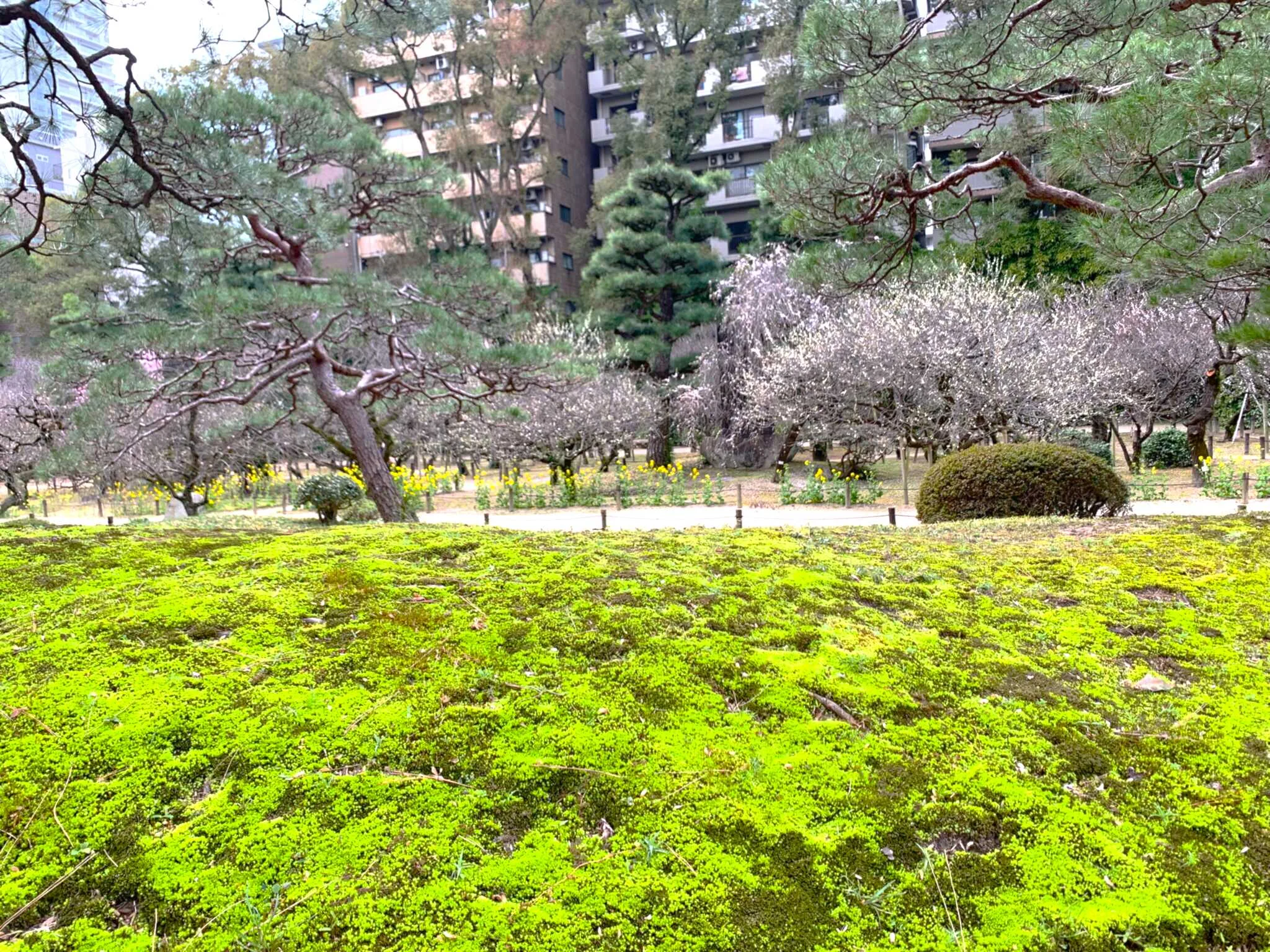 広島 縮景園・濯纓池西の浜洲からの景色(奥に梅林)