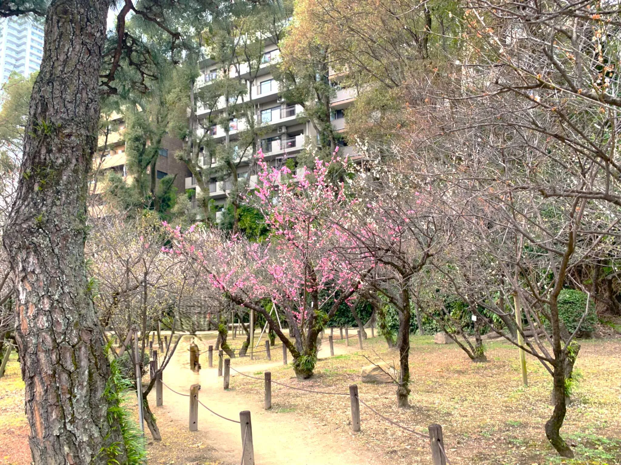 広島 縮景園・梅林