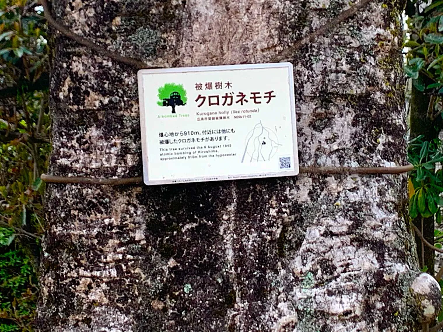 広島城 被爆樹木