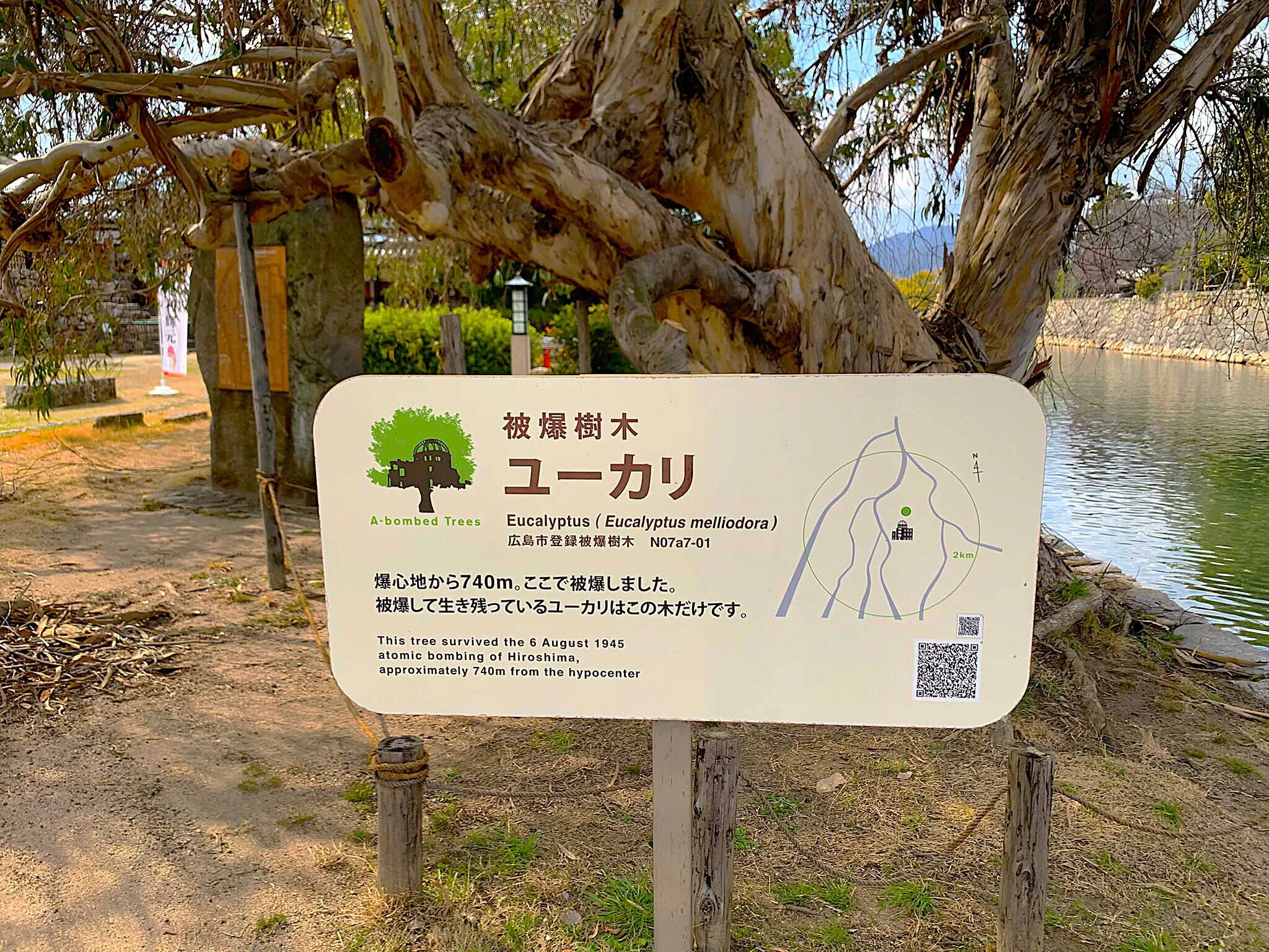 広島城 二の丸被爆樹木