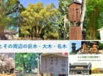 大人目線で川越を満喫シリーズ 巨木・大木・名木