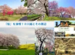 大人目線で川越を満喫シリーズ 桜を満喫
