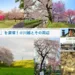 大人目線で川越を満喫シリーズ 桜を満喫