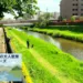 水辺の大人散策シリーズ 野川・国分寺崖線